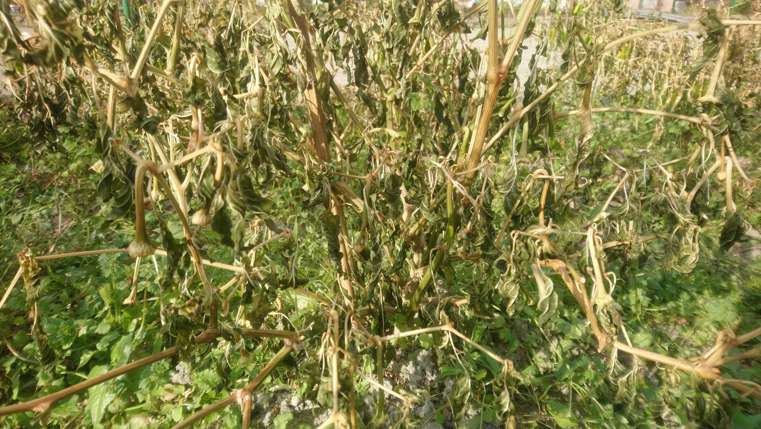 ゆずこしょう ゆずこしょうの竹下商店